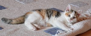 cat on a carpet